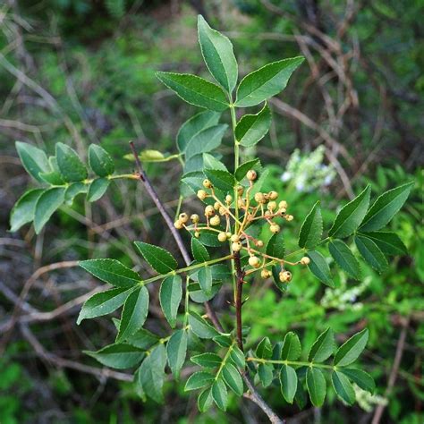 花椒树|花椒 Zanthoxylum bungeanum